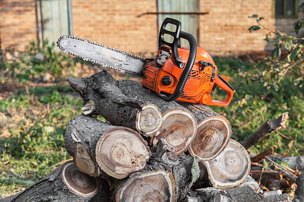 Best Tree Removal Near Me  in Wilderness Rim, WA